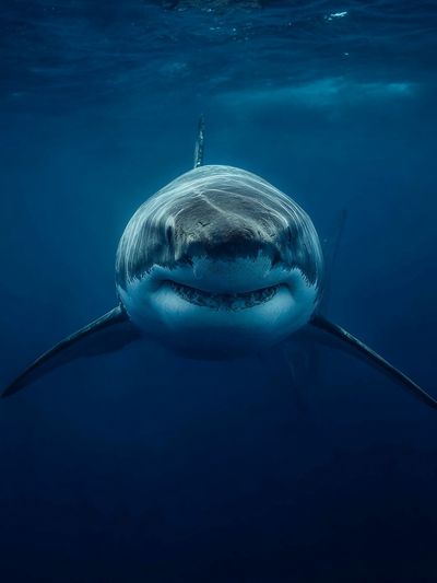 Great White Shark Underwater Poster. poster