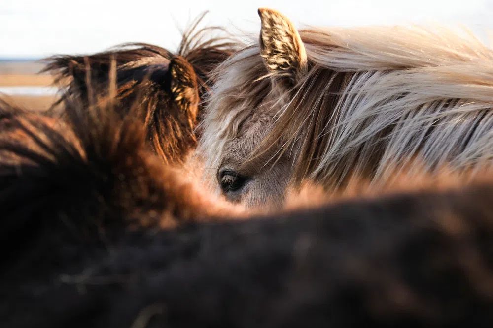 Horses in Harmony — Photography Print. poster — animals art