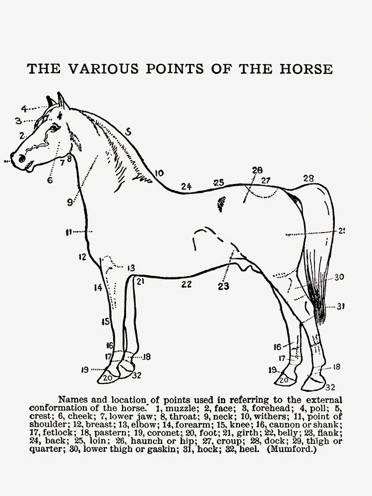 Horse Anatomy Vintage Print. poster — vintage art