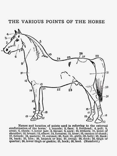 Horse Anatomy Vintage Print. poster