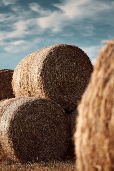 Hay Bales in Blue Sky Poster. poster print