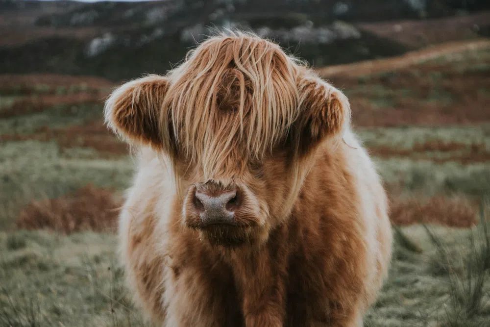 Calf. poster — animals art