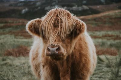 Calf. poster