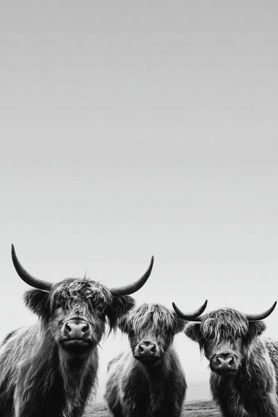 Highland Cattle Portrait Print. poster