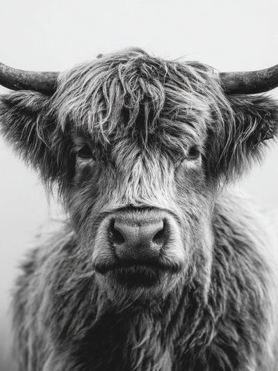 Highland Cow — Black and White Print. poster print