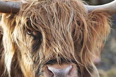 Highland Cow Close-Up Poster. poster