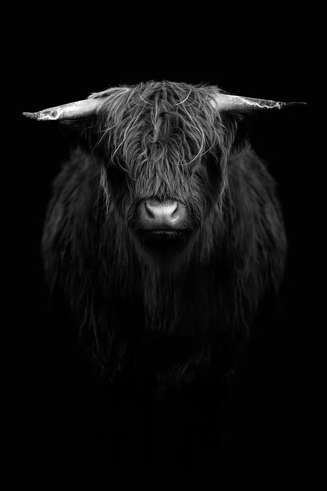 Highland calf black white. poster detail
