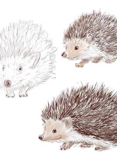 Hedgehog Sketch Illustration Poster. poster