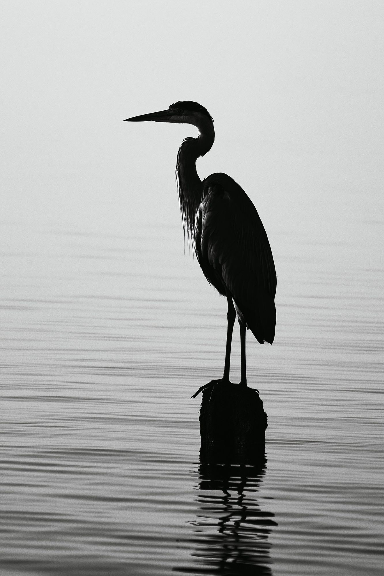 Heron Silhouette Photography Poster. poster — photography art