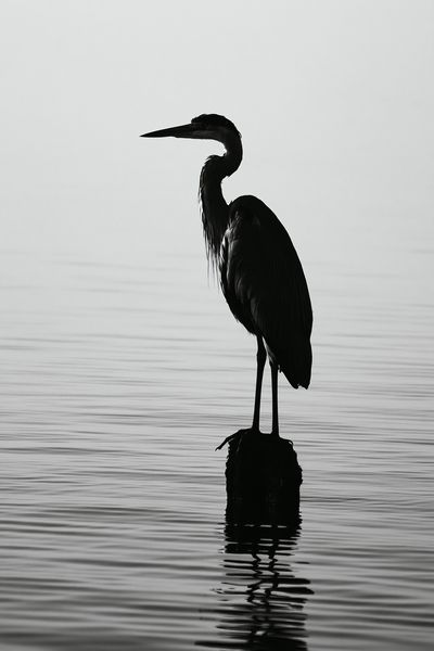 Heron Silhouette Photography Poster. poster