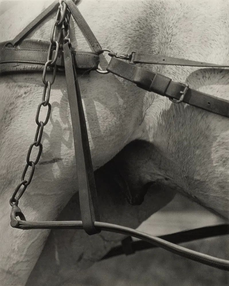 Horse Harness Detail — Photography Print. poster — photography art