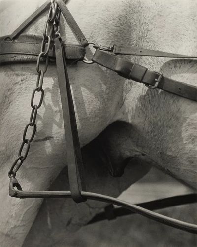 Horse Harness Detail — Photography Print. poster print