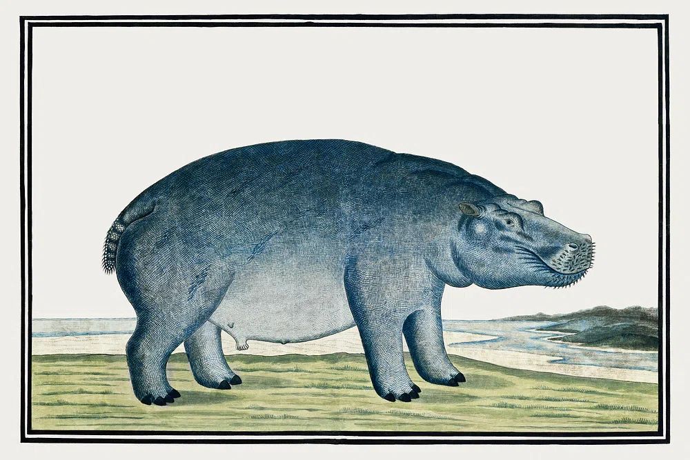 Hippo Illustration — Vintage Print. poster detail