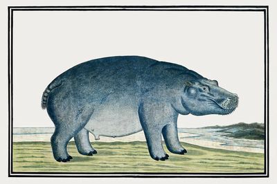 Hippo Illustration — Vintage Print. poster