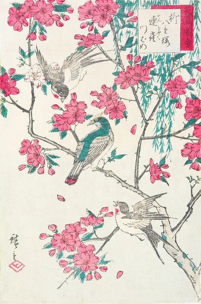 Willow, Cherry Blossoms, Sparrows Swallow. poster print