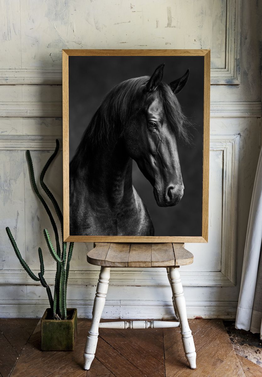 Black Horse Portrait Photography Poster. — room view 1