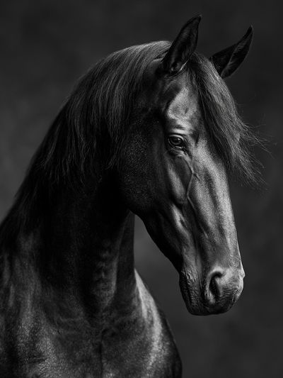 Black Horse Portrait Photography Poster. poster