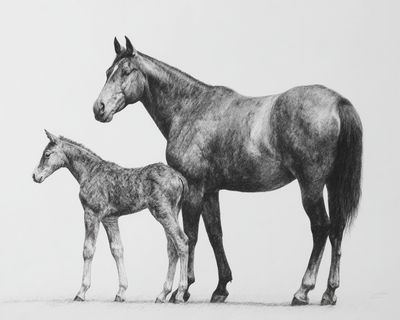 Horse and Foal Sketch Poster. poster