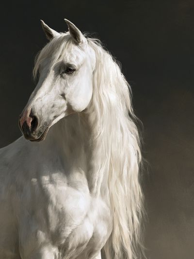 White Horse Portrait Photography Poster. poster