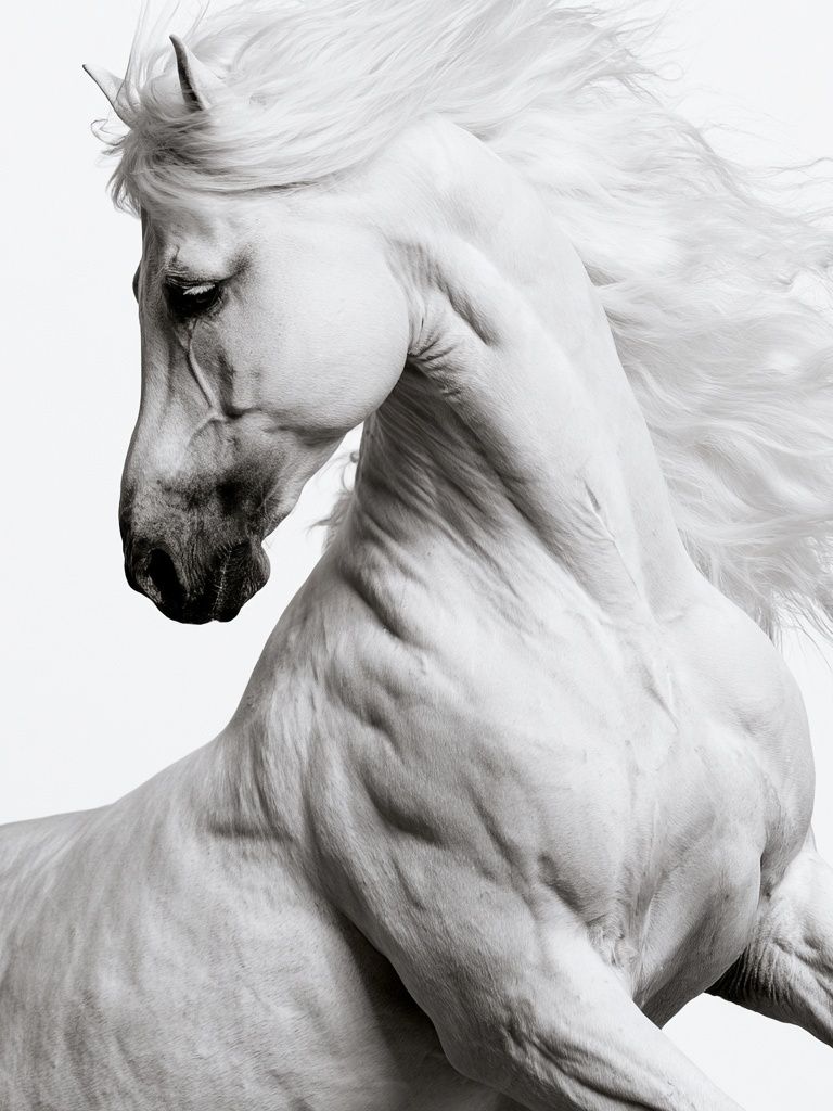 White Horse Portrait Photography Poster. poster — animals art