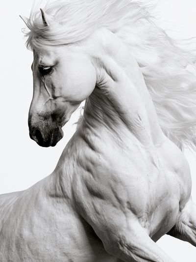 White Horse Portrait Photography Poster. poster