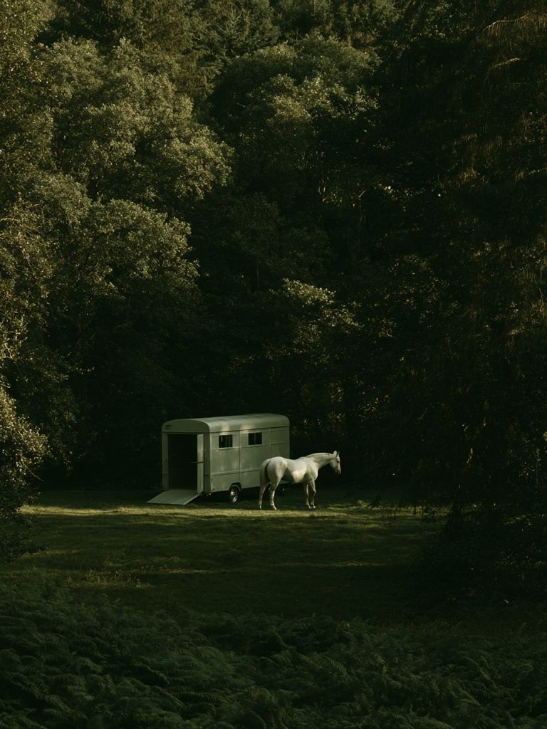 Horse in Forest Clearing Photography Poster. poster — animals art