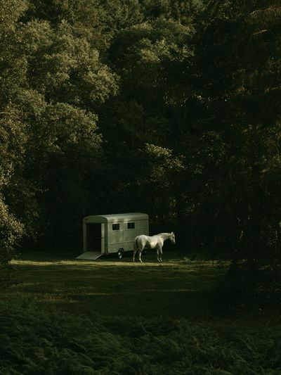 Horse in Forest Clearing Photography Poster. poster