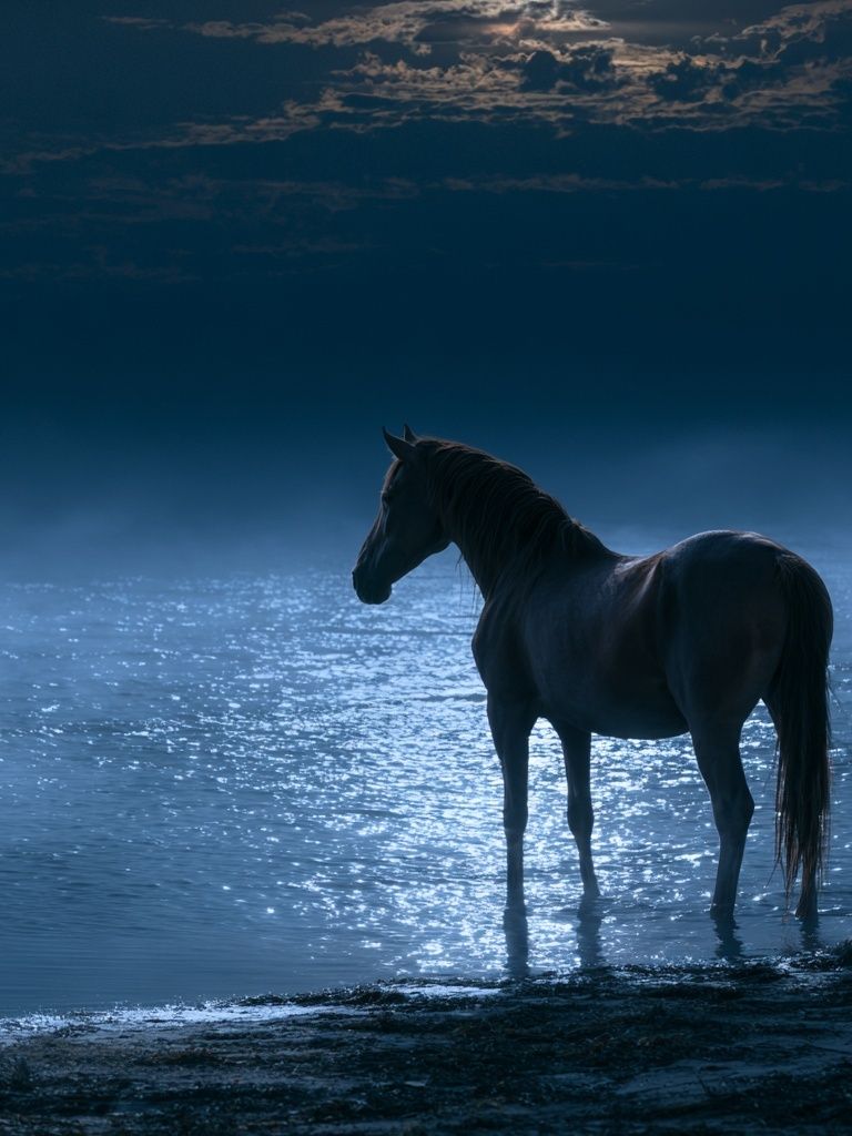 Moonlit Horse by the Water Poster. poster detail