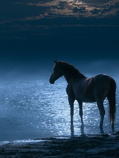 Moonlit Horse by the Water Poster. poster