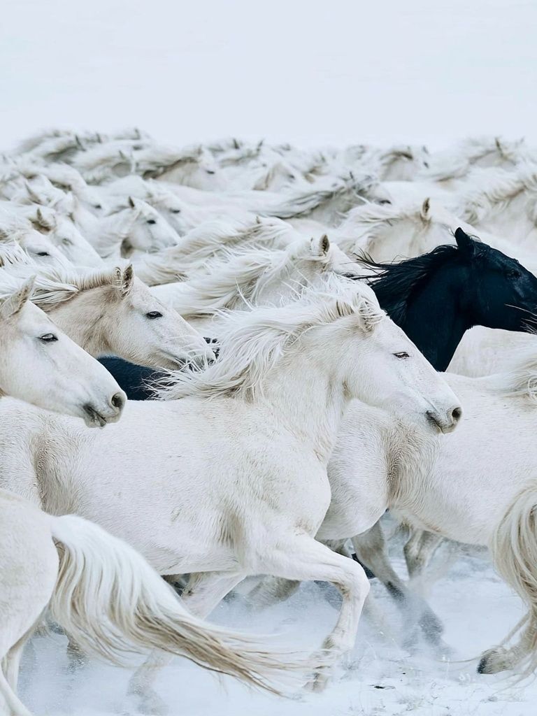 White Horses Herd Photography Poster. poster detail