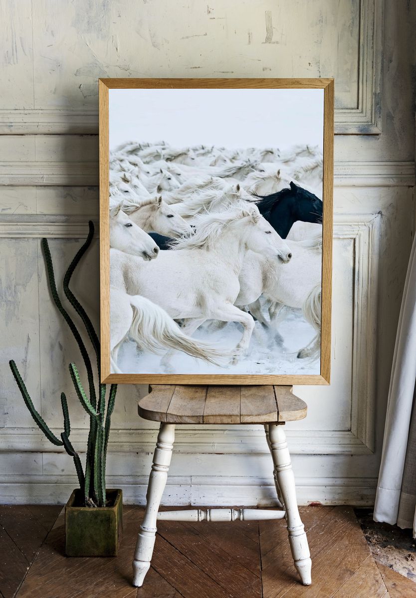 White Horses Herd Photography Poster. — room view 1