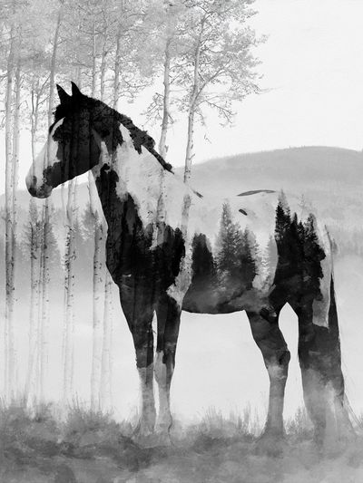Horse in Misty Forest Print. poster