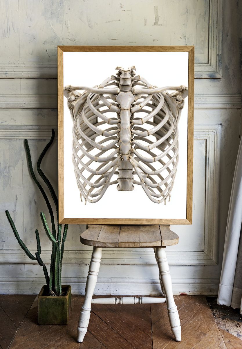 Human Ribcage Anatomy Print. room preview
