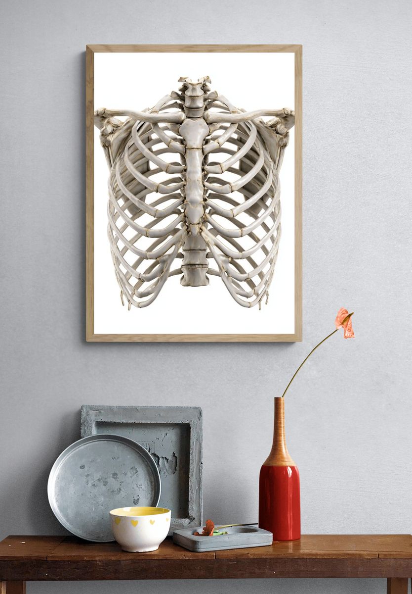 Human Ribcage Anatomy Print. — room view 3