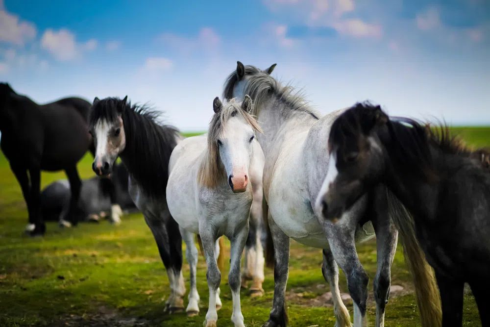 Horses in a Pastoral Scene Poster. poster detail