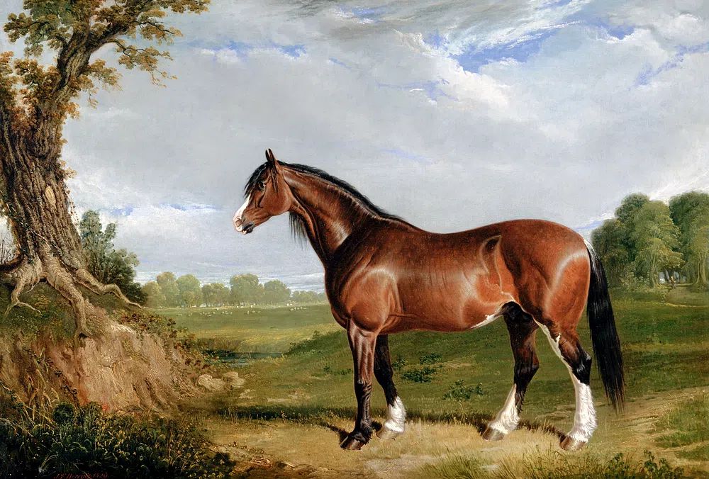 Majestic Horse in Nature — Fine Art Print. poster — fine-art art