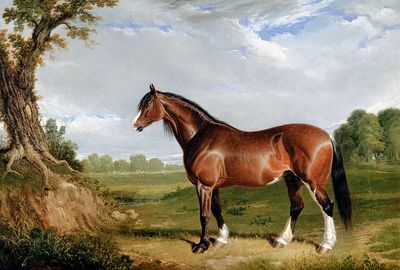 Majestic Horse in Nature — Fine Art Print. poster