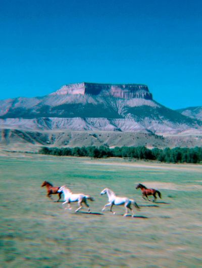 Galloping Horses in Nature Poster. poster print