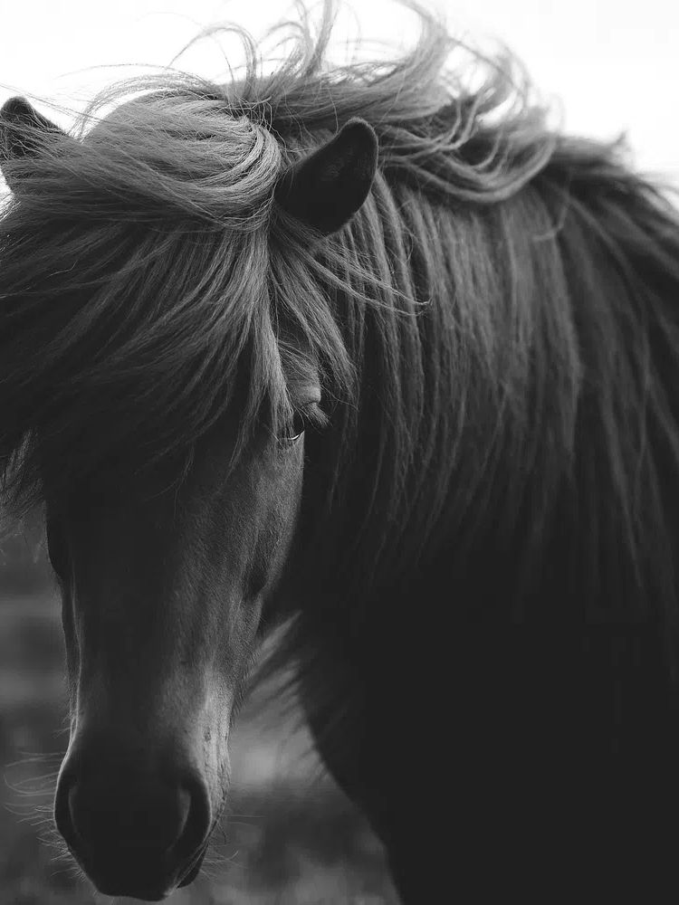 Horse in a field grayscale. poster detail