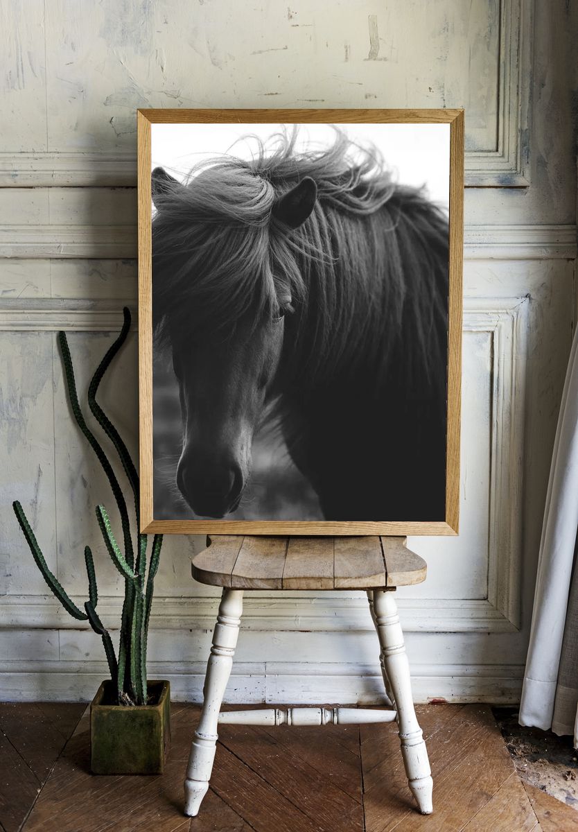 Horse in a field grayscale. — room view 1