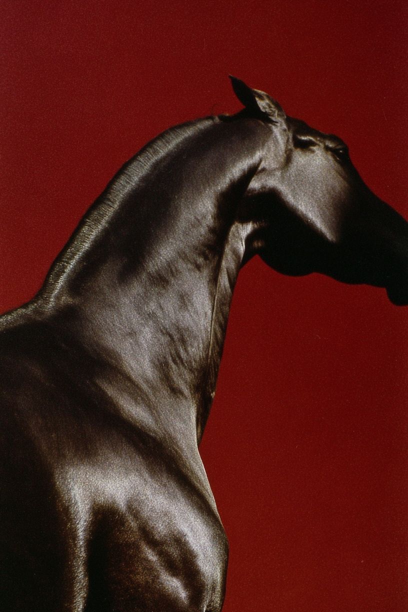 Majestic Horse — Fine Art Print. poster — fine-art art