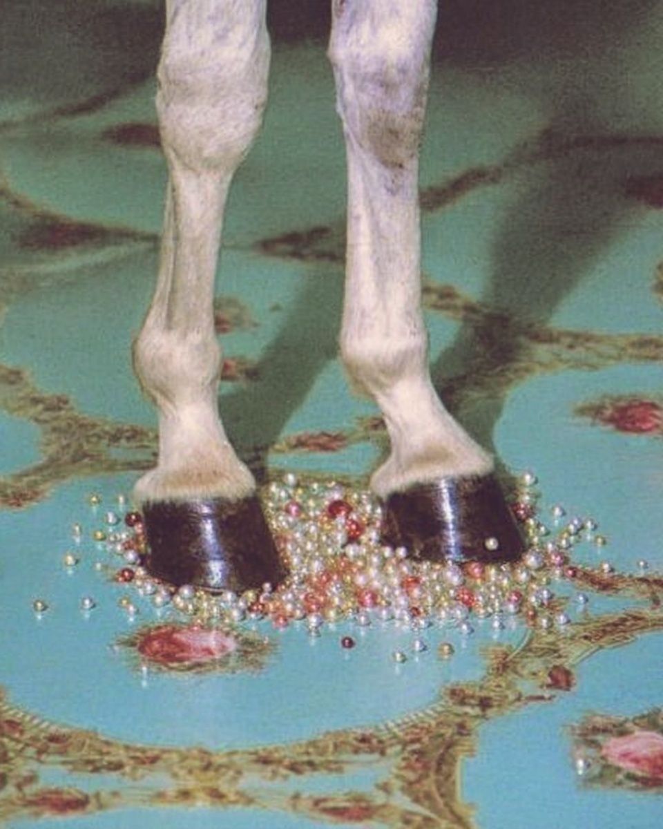 Horse Hooves on Carpet Photography Poster. poster detail