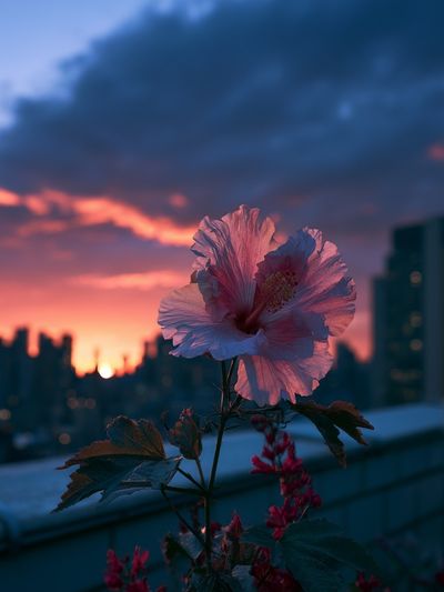 Hibiscus Sunset Cityscape Poster.