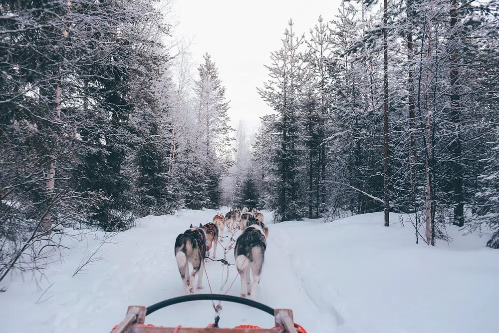 Husky Sledding in Winter Forest Poster. poster — nature art