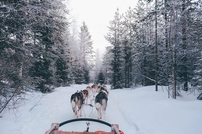 Husky Sledding in Winter Forest Poster. poster