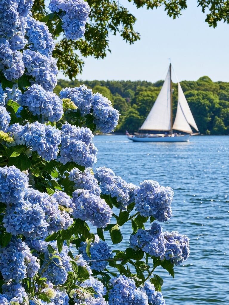 Hydrangeas by the Sailboat Poster. poster detail