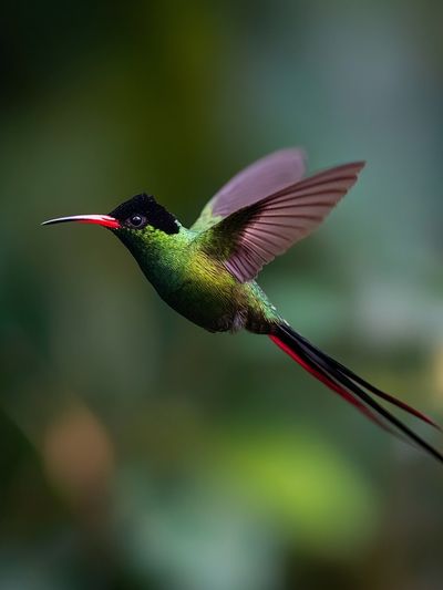 Hummingbird in Flight Photography Poster. poster print
