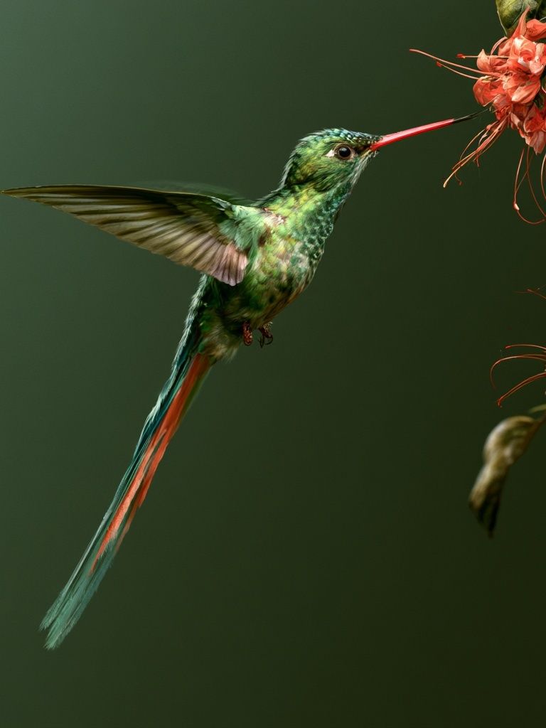Hummingbird and Blossom Photography Poster. poster — animals art