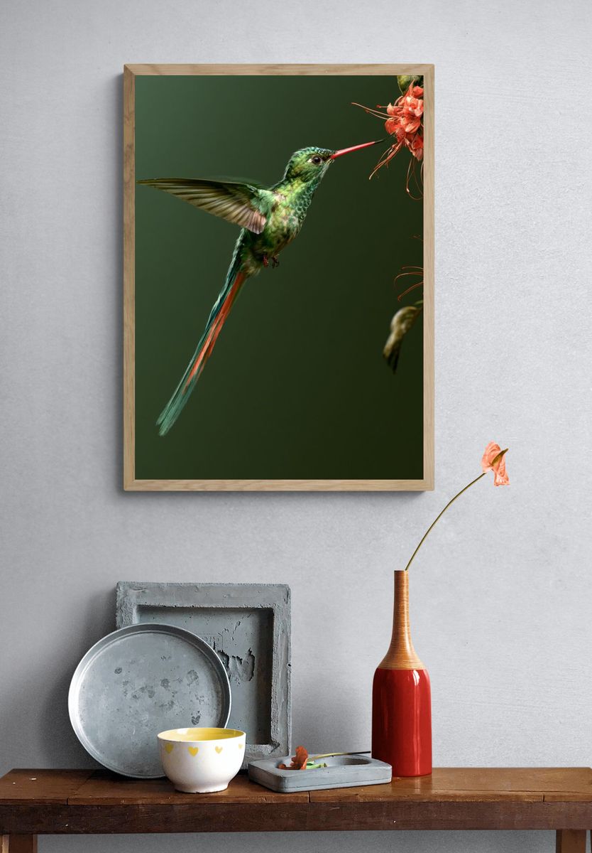 Hummingbird and Blossom Photography Poster. — room view 3