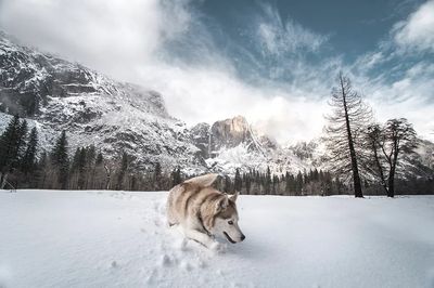 Husky in Snowy Mountain Landscape Poster. poster